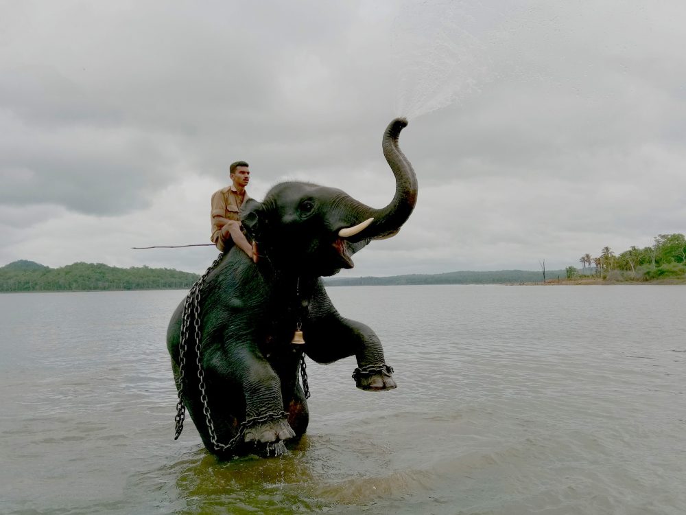 Sakkarebail Photo by Sindhoori Shiruru - 12 X 18