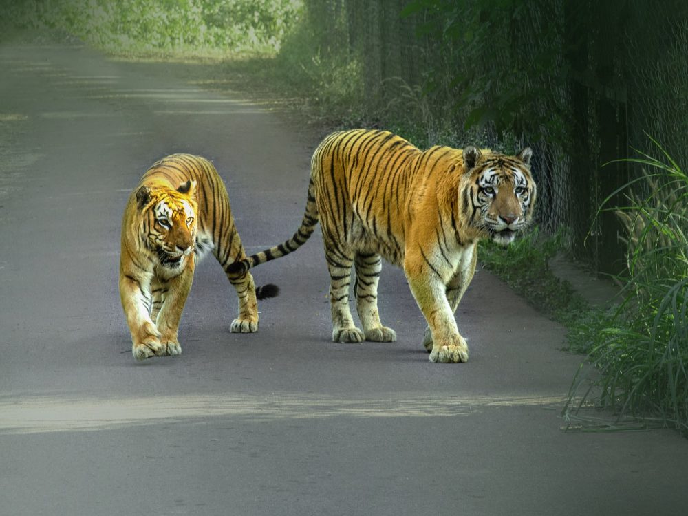 Simha Dham (Wildlife) Pic by Astro Mohan - 12 X 18